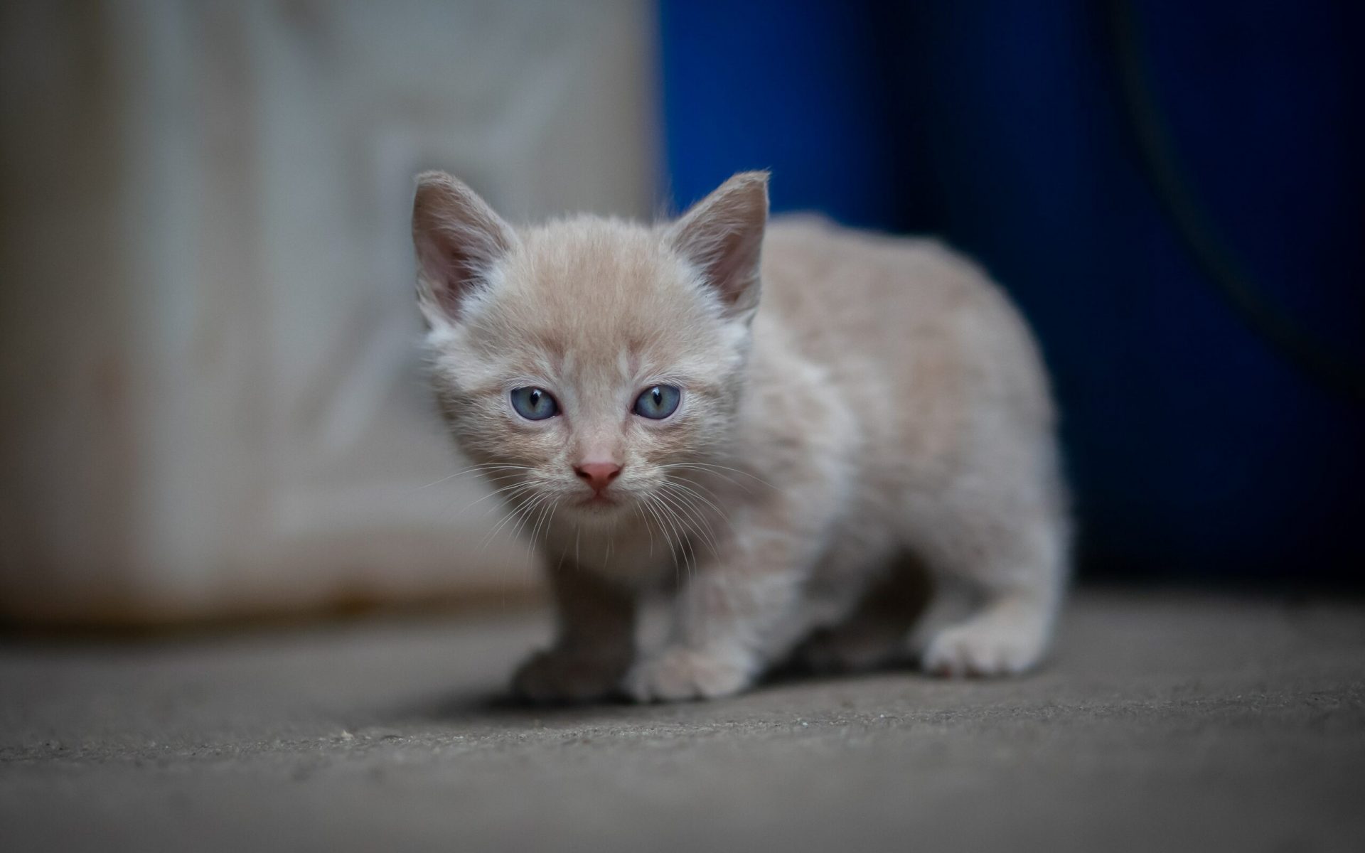 orange tabby kitten on white surface