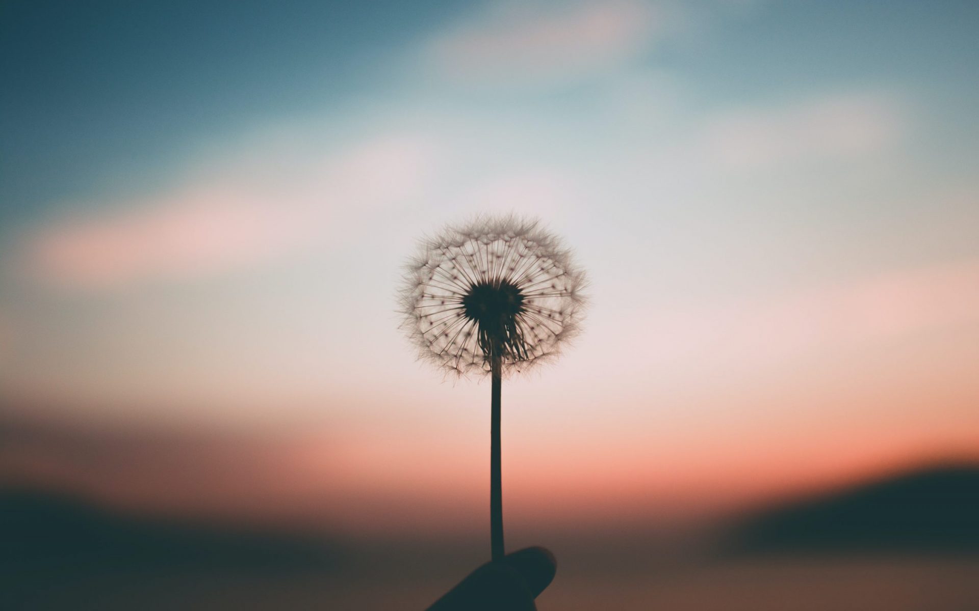 person holding dandelion flower