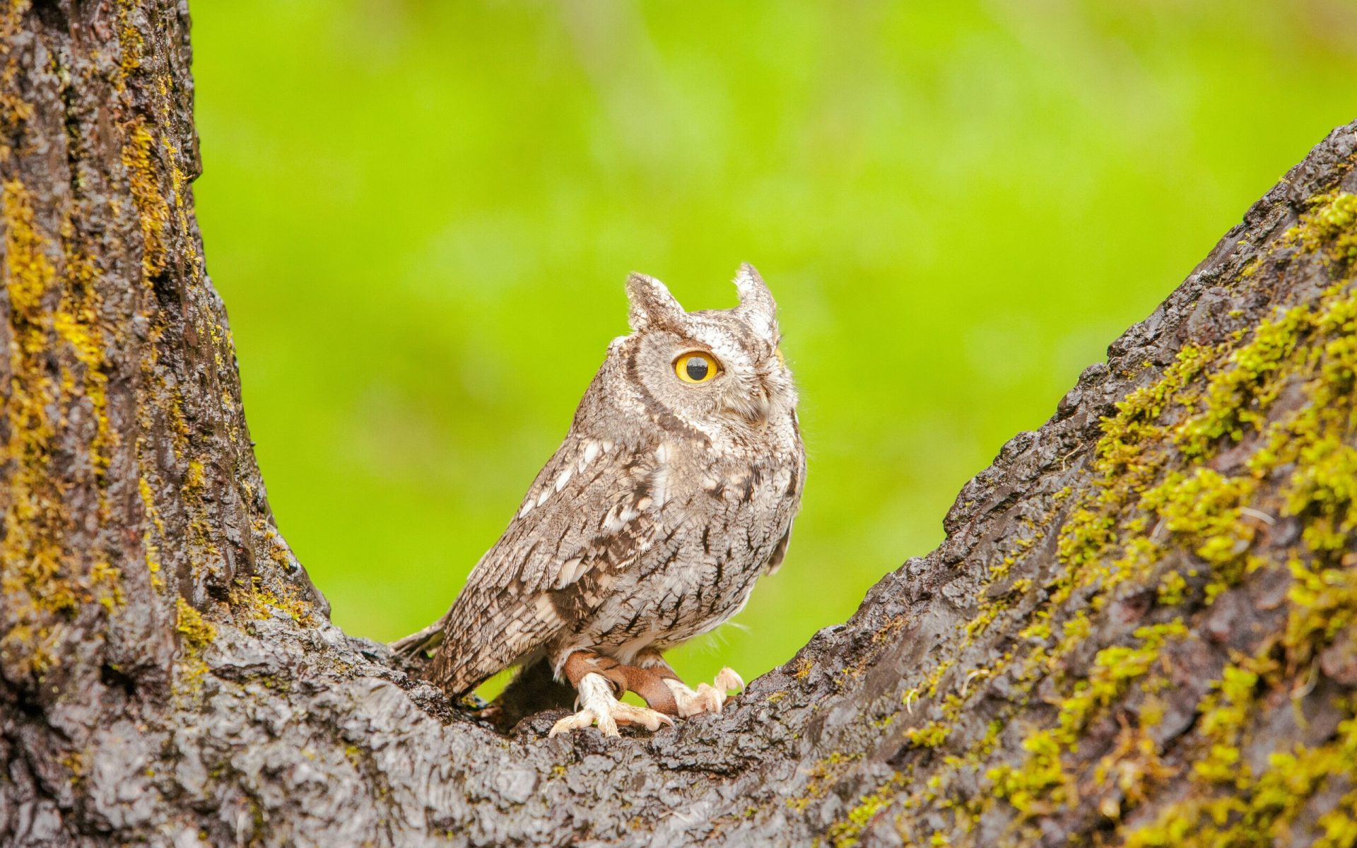 gray owl on tree